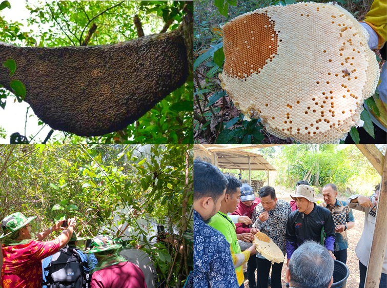 Musong Panen Madu